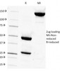 SDS-PAGE Analysis of Purified, BSA-Free CD14 Antibody (clone LPSR/927) . Confirmation of Integrity and Purity of the Antibody.