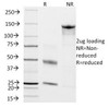 SDS-PAGE Analysis of Purified, BSA-Free CD45RO Antibody (clone T200/797) . Confirmation of Integrity and Purity of the Antibody.