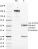 SDS-PAGE Analysis of Purified, BSA-Free Anti-CD14 Antibody (clone LPSR/553) . Confirmation of Integrity and Purity of the Antibody.