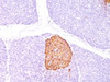 Formalin-paraffin human pancreas stained with Chromogranin A antibody (CHGA/798)