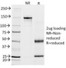 SDS-PAGE Analysis of Purified, BSA-Free Calponin Antibody (clone CALP) . Confirmation of Integrity and Purity of the Antibody.