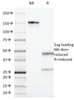 SDS-PAGE Analysis of Purified, BSA-Free CD55 Antibody (clone F4-29D9) . Confirmation of Integrity and Purity of the Antibody.