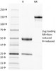 SDS-PAGE Analysis of Purified, BSA-Free EGFR Antibody (clone 31G7) . Confirmation of Integrity and Purity of the Antibody.