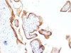 Formalin-fixed, paraffin-embedded human placenta stained with anti-EGFR antibody (SPM622) .