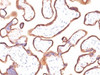 Formalin-fixed, paraffin-embedded human placenta stained with placental Alkaline Phosphatase antibody (ALPP/870) .