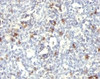 Formalin-fixed, paraffin-embedded human spleen stained with CD57 antibody (SPM129) .