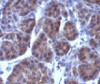 Formalin-fixed, paraffin-embedded human pancreas stained with Golgi Marker antibody (GLG1/970) .