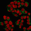 Immunofluorescent staining of MeOH-fixed human MCF7 cells with GnRH Receptor antibody (green) and Reddot nuclear stain (red) .