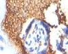 Formalin-fixed, paraffin-embedded human placenta stained with Glycophorin A antibody (GYPA/280)