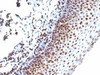 Formalin-fixed, paraffin-embedded human tonsil stained with anti-Histone H1 antibody (SPM256)