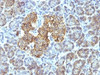 Formalin-fixed, paraffin-embedded human pancreas stained with anti-HSP60 antibody (SPM253) .