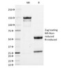 SDS-PAGE Analysis of Purified, BSA-Free Anti-IgA Antibody (clone HISA43) . Confirmation of Integrity and Purity of the Antibody.