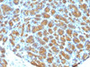 FFPE human pancreas tested with MFGE8 antibody (MFG-06)