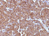 Formalin-fixed, paraffin-embedded human pancreas stained with ODC antibody (ODC1/486)