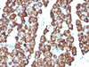 Formalin-fixed, paraffin-embedded rat pancreas stained with Ornithine Decarboxylase antibody (ODC1/487)