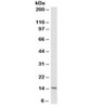 Western blot testing of HL-60 cell lysate with Cytochrome C antibody (clone 6H2.B4) . Predicted molecular weight: ~12kDa, routinely visualized at ~15kDa.