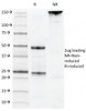 SDS-PAGE Analysis of Purified, BSA-Free CD22 Antibody (clone MYG13) . Confirmation of Integrity and Purity of the Antibody.