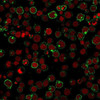 Immunofluorescent staining of human Jurkat cells with CD28 antibody (green, clone 204.12) and Reddot nuclear stain (red) .