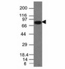 Western blot analysis of Daudi cell lysate using CD86 antibody (C86/1146) .