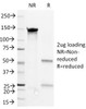 SDS-PAGE Analysis of Purified, BSA-Free CD36 Antibody (clone 1E8) . Confirmation of Integrity and Purity of the Antibody.