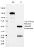 SDS-PAGE Analysis of Purified, BSA-Free CD37 Antibody (clone IPO-24) . Confirmation of Integrity and Purity of the Antibody.