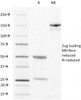 SDS-PAGE Analysis of Purified, BSA-Free LAMP3 Antibody (clone LAMP3/529) . Confirmation of Integrity and Purity of the Antibody.