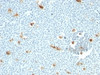 Formalin-fixed, paraffin-embedded human tonsil stained with Macrophage antibody (LN-5)