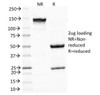 SDS-PAGE Analysis of Purified, BSA-Free Melanoma Antibody (clone PNL2) . Confirmation of Integrity and Purity of the Antibody.
