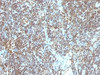 Formalin-fixed, paraffin-embedded human tonsil stained with Double Stranded DNA antibody (SPM603)