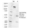 SDS-PAGE Analysis of Purified, BSA-Free Progesterone Antibody (clone 6-5E-10B) . Confirmation of Integrity and Purity of the Antibody.