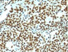 Formalin-fixed, paraffin-embedded human tonsil stained with Nuclear marker antibody (NM106) .