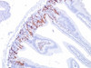 Formalin-fixed, paraffin-embedded mouse small intestine stained with BrdU antibody (BU20a) .