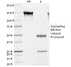 SDS-PAGE Analysis of Purified, BSA-Free Thymidylate Synthase Antibody (clone TS106) . Confirmation of Integrity and Purity of the Antibody.