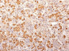 Formalin-fixed, paraffin-embedded human pituitary gland stained with POMC antibody (57) .