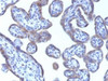 IHC testing of FFPE human placental tissue with PLIN2 antibody (clone ADFP/1493) . Required HIER: steam sections in pH6, 10mM citrate buffer for 10-20 min.