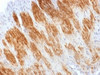 IHC testing of FFPE rat uterus stained with Calponin antibody. HIER: steam sections in 10mM Tris with 1mM EDTA, pH 9.0, for 10-20 min.