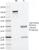 SDS-PAGE Analysis of Purified, BSA-Free Perilipin 2 Antibody (clone ADFP/1366) . Confirmation of Integrity and Purity of the Antibody.