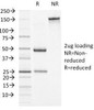 SDS-PAGE Analysis of Purified, BSA-Free Alpha-1-Antichymotrypsin Antibody (clone AACT/1451) . Confirmation of Integrity and Purity of the Antibody.
