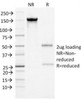 SDS-PAGE Analysis of Purified, BSA-Free Alpha-1-Antichymotrypsin Antibody (clone AACT/1452) . Confirmation of Integrity and Purity of the Antibody.