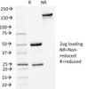 SDS-PAGE Analysis of Purified, BSA-Free E-Cadherin Antibody (clone 4A2) . Confirmation of Integrity and Purity of the Antibody.