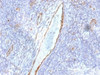 IHC testing of FFPE human tonsil with von Willebrand Factor antibody (clone F8/86) . Required HIER: boil tissue sections in 10mM citrate buffer, pH 6, for 10-20 min followed by cooling at RT for 20 min.