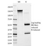 SDS-PAGE Analysis of Purified, BSA-Free von Willebrand Factor Antibody (clone F8/86) . Confirmation of Integrity and Purity of the Antibody.