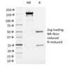 SDS-PAGE Analysis of Purified, BSA-Free Aurora B Antibody (clone AURKB/1521) . Confirmation of Integrity and Purity of the Antibody.