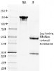 SDS-PAGE Analysis of Purified, BSA-Free CD28 Antibody (clone C28/1636) . Confirmation of Integrity and Purity of the Antibody.