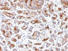 IHC testing of FFPE human pancreas with CFTR antibody (clone SPM176) . HIER: boil tissue sections in 10mM Tris with 1mM EDTA, pH 9, for 10-20 min.