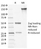 SDS-PAGE Analysis of Purified, BSA-Free Desmocollin 2/3 Antibody (clone 7G6) . Confirmation of Integrity and Purity of the Antibody.