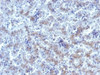 IHC testing of FFPE human fetal liver tissue with Glypican-3 antibody. HIER: steam sections in 10mM Tris with 1mM EDTA, pH 9, for 10-20 min.