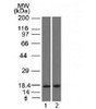 Western blot testing of human 1) pancreas and 2) HepG2 lysate with PIP antibody (clone PIP/1571) . Expected molecular weight ~15 kDa.