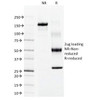 SDS-PAGE Analysis of Purified, BSA-Free Keratin 15 Antibody (clone LHK15) . Confirmation of Integrity and Purity of the Antibody.