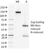 SDS-PAGE Analysis of Purified, BSA-Free DSG2 Antibody (clone 6D8) . Confirmation of Integrity and Purity of the Antibody.